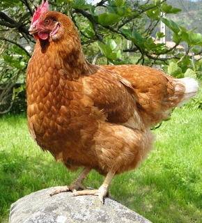Das Huhn – Film abspielen